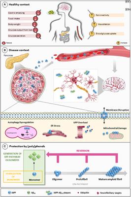 Islet Amyloid Polypeptide: A Partner in Crime With Aβ in the Pathology of Alzheimer's Disease